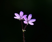 DSC0339