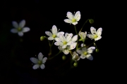 DSC1255